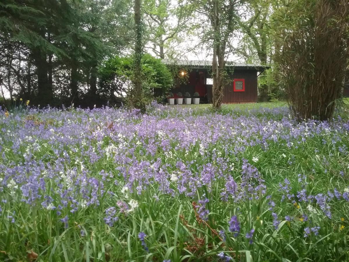 Caban Cwtch Villa Cenarth Bagian luar foto